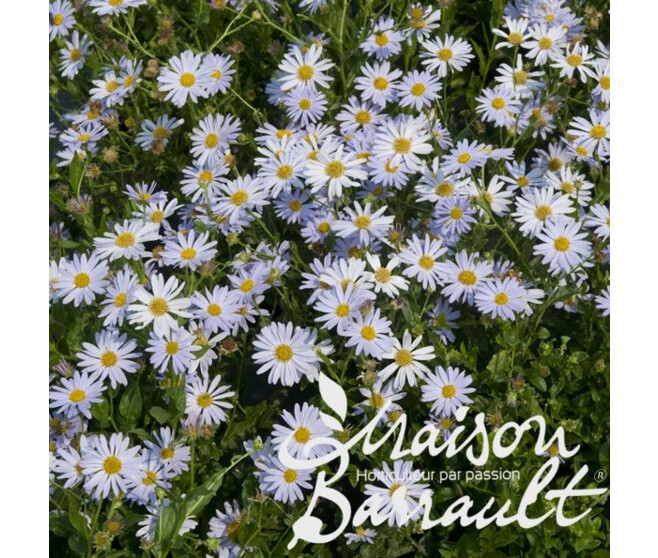 KALIMERIS INCISA BLUE STAR