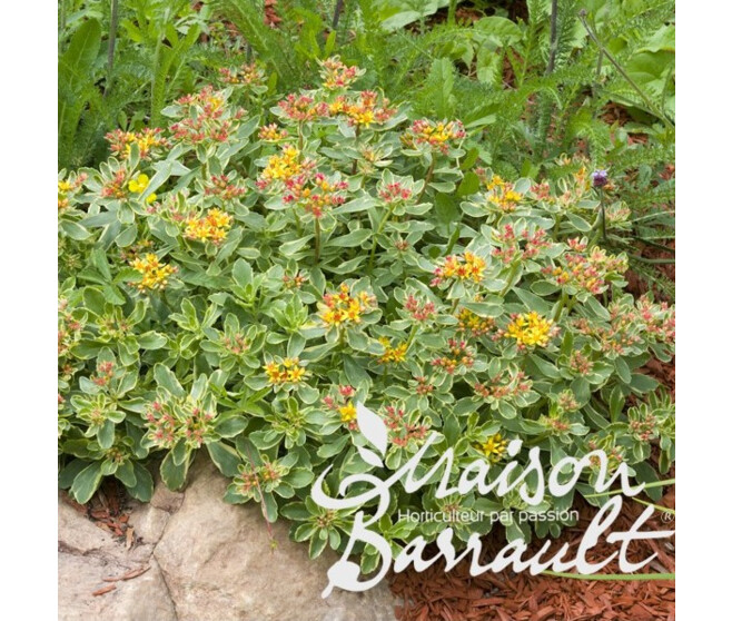 SEDUM KAMSTCHATICUM VARIEGATUM