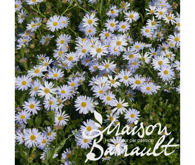 KALIMERIS INCISA BLUE STAR
