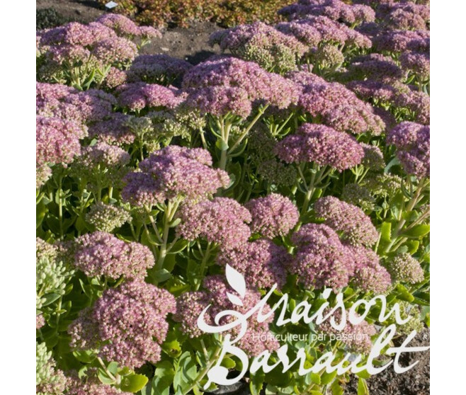 SEDUM TELEPHIUM AUTUMN JOY