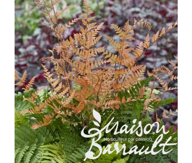 DRYOPTERIS ERYTHROSERA