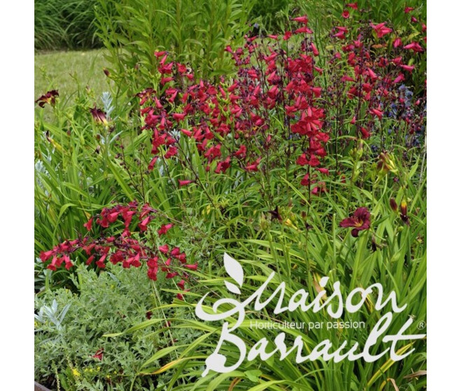 PENSTEMON BARBATUS COCCINEUS