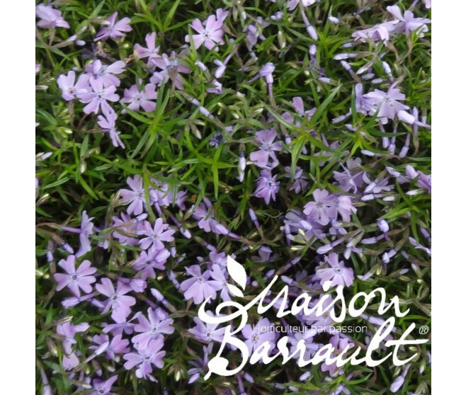 PHLOX SUBULATA EMERALD LILAC