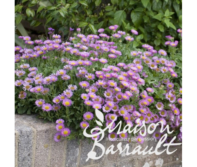 ERIGERON LEIOMERUS