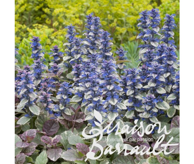 AJUGA REPTANS BURGUNDY GLOW