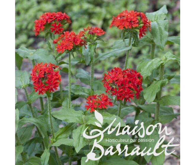 LYCHNIS CHALCEDONICA
