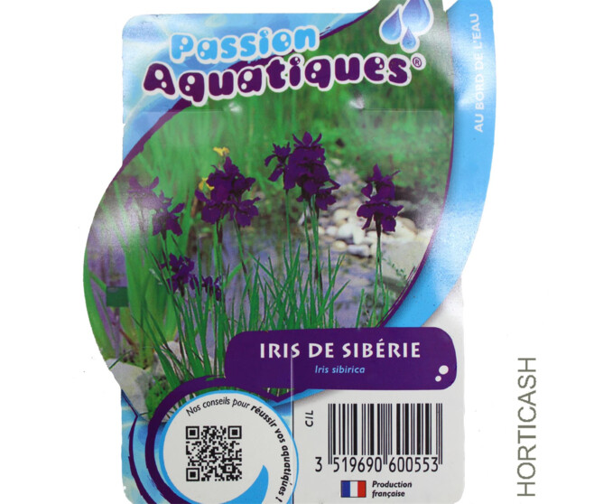 IRIS SIBIRICA