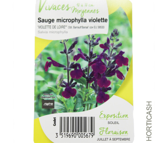 SAUGE VIOLETTE DE LOIRE