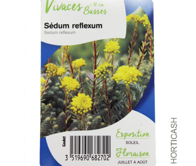 SEDUM REFLEXUM
