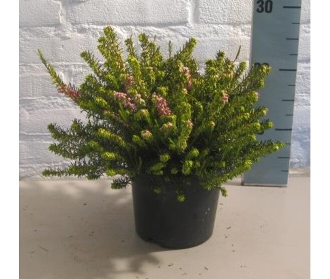 ERICA DARLEYENSIS GOST HILL S