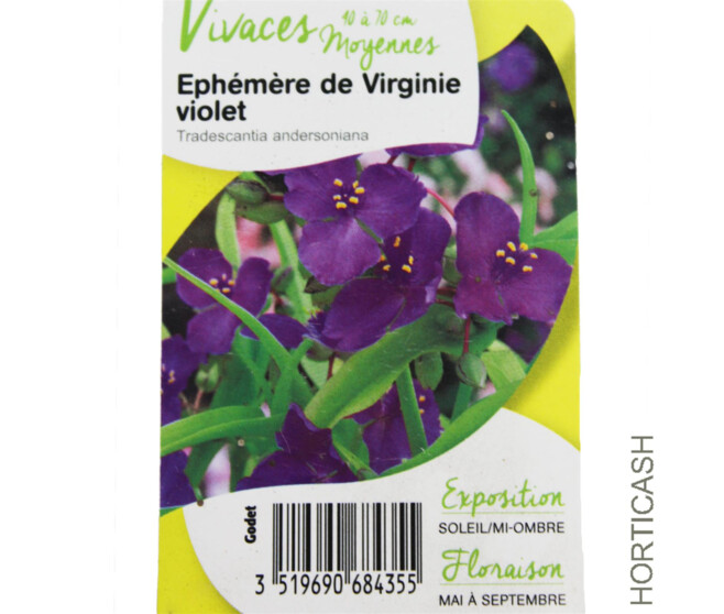 TRADESCANTIA ANDERSONIANA VIOLET