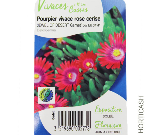 DELOSPERMA JEWEL OF DESERT GARNET