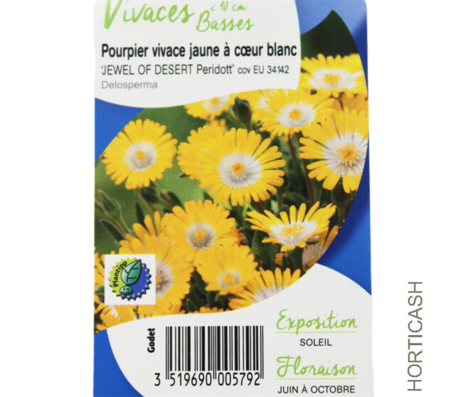 DELOSPERMA JEWEL OF DESERT PERIDOTT