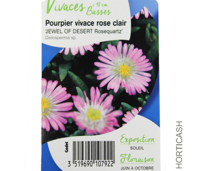 DELOSPERMA JEWEL OF DESERT ROSEQUART
