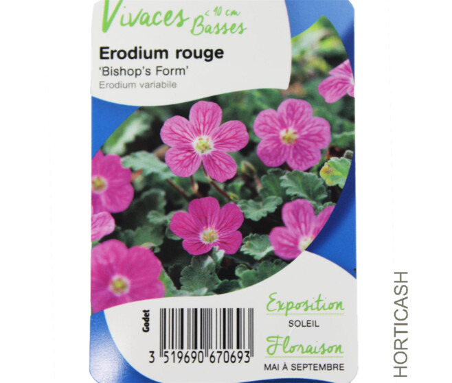 ERODIUM VARIABILE BISHOP S FORM