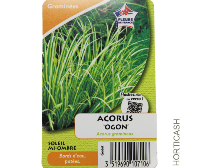ACORUS