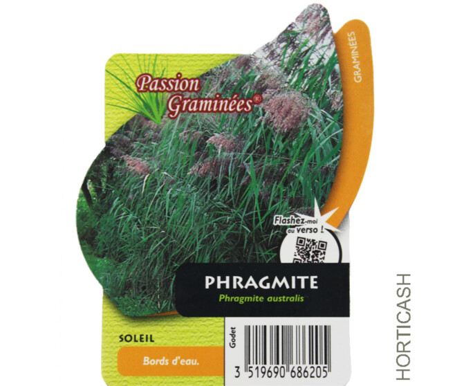 PHRAGMITES AUSTRALIS