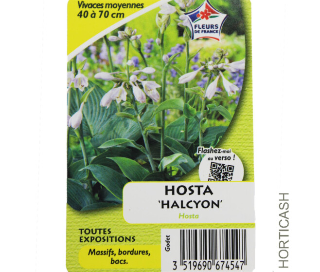 HOSTA HALCYON SIEBOLDIANA