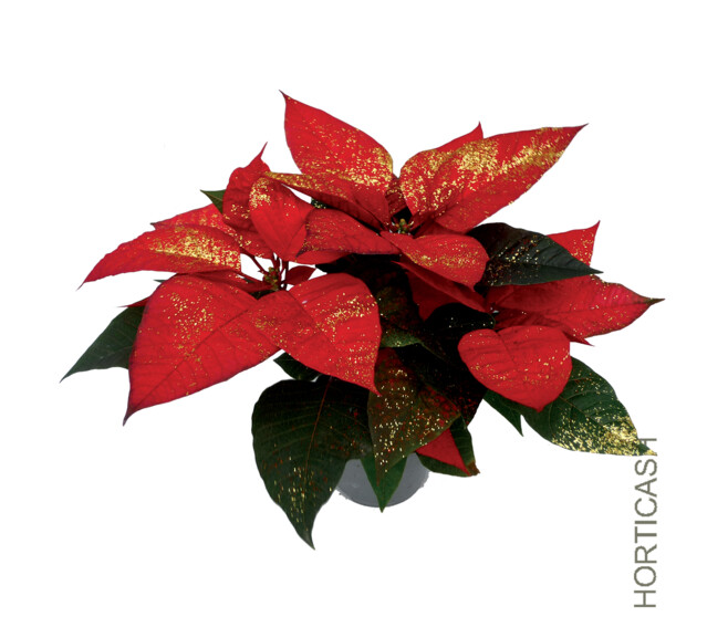POINSETTIA PAILLETTE