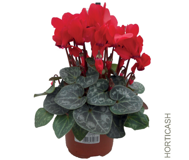 CYCLAMEN MINI ROUGE