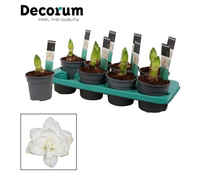 AMARYLLIS 2TIGES ALFRESCO BLANC