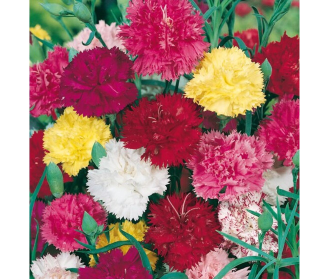 OEILLET DES FLEURISTES BQ10