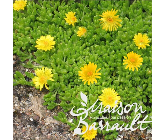 DELOSPERMA NUBIGENUM