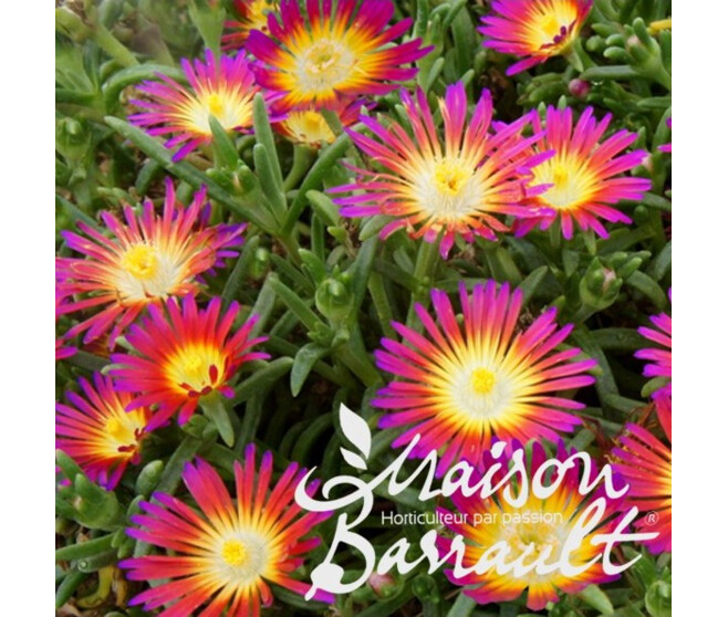 DELOSPERMA HOTPINK WONDER