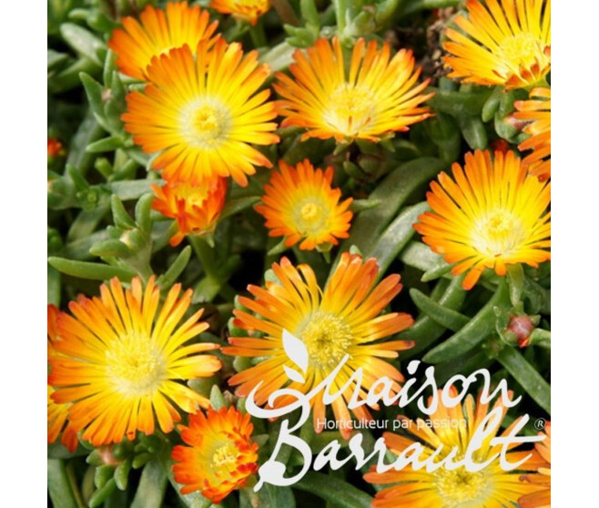 DELOSPERMA FIRE WONDER
