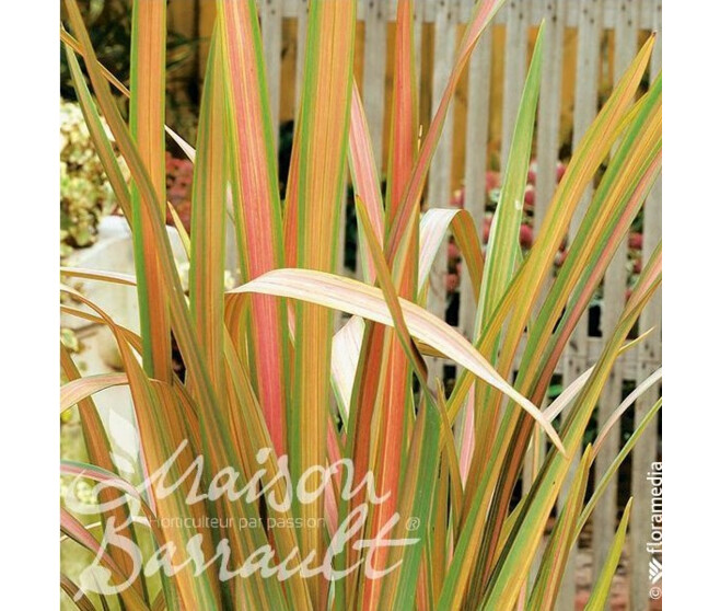 PHORMIUM TENAX JESTER