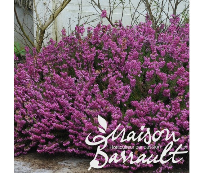 ERICA DARLEYENSIS KRAMER S ROT