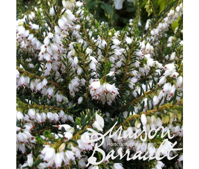 ERICA DARLEYENSIS WHITE GLOW