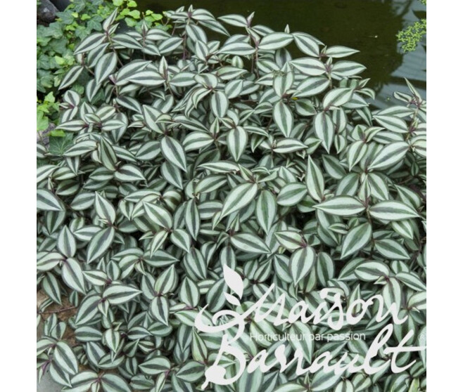 TRADESCANTIA ZEBRINA SUSP