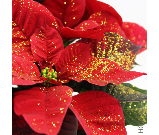 POINSETTIA PAILLETTE