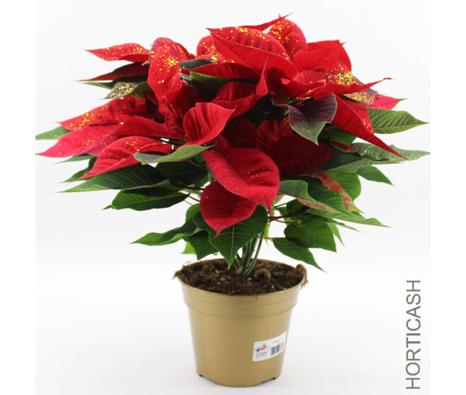 POINSETTIA PAILLETTE