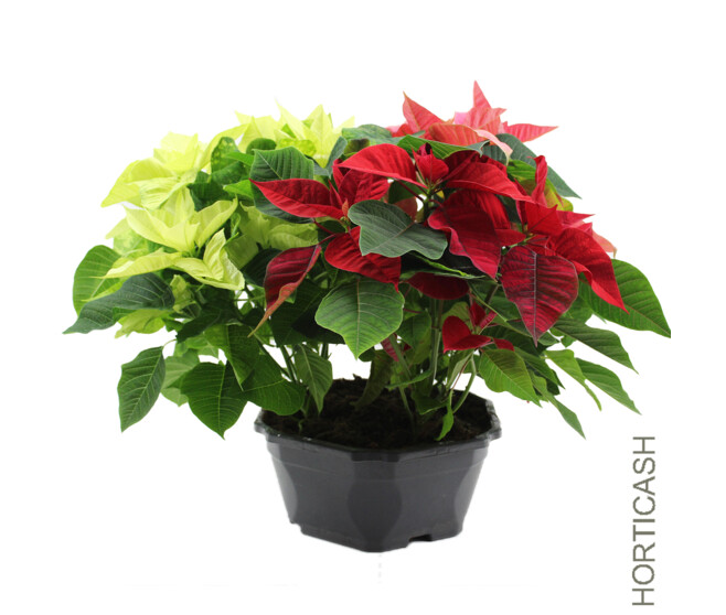 POINSETTIA 3COULEURS COUPE