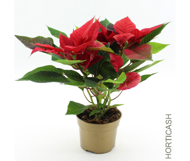 POINSETTIA