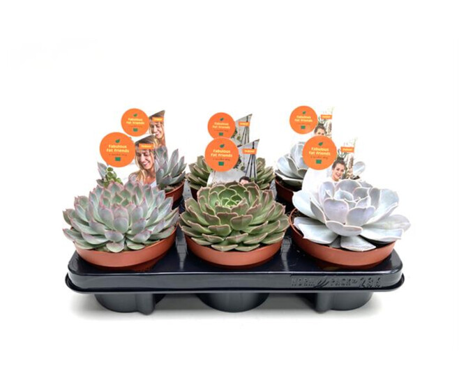 ECHEVERIA