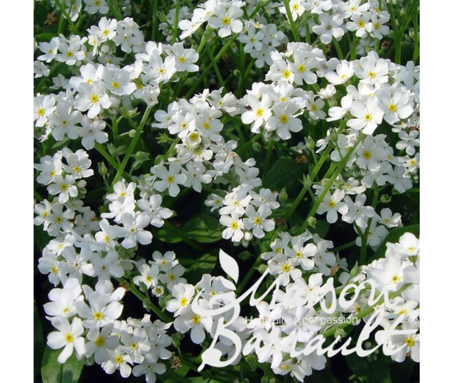 MYOSOTIS BQ10