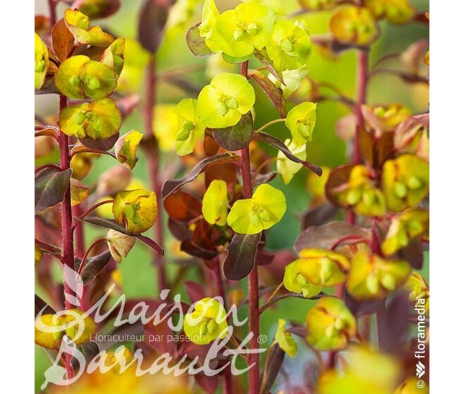 EUPHORBIA AMIGDALOIDES PURPUREA
