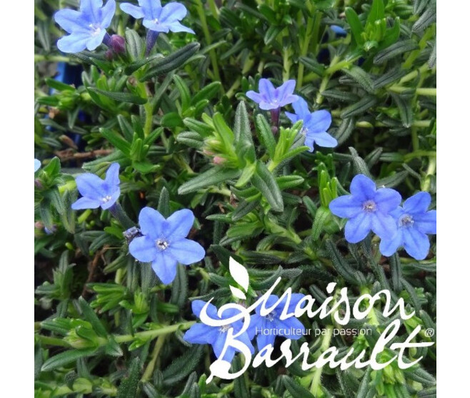 LITHODORA DIFFUSA GRACE WARD