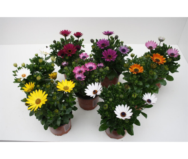 OSTEOSPERMUM VARIES