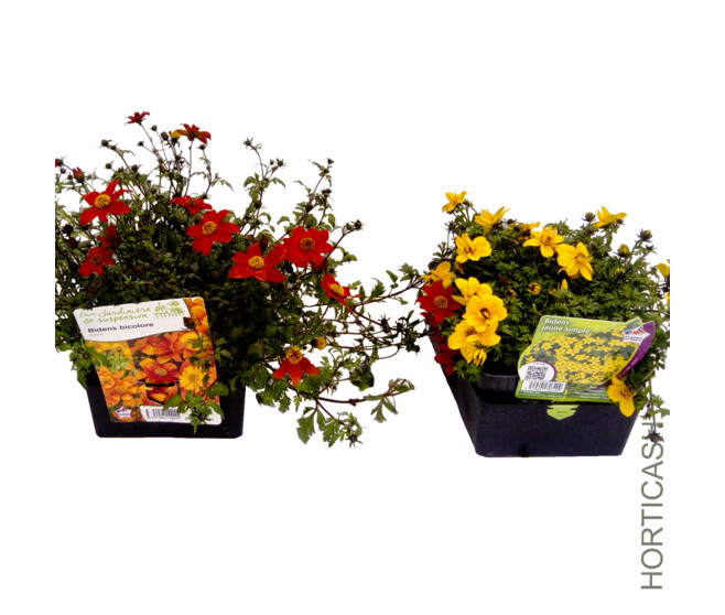 BIDENS JAUNE BQ6