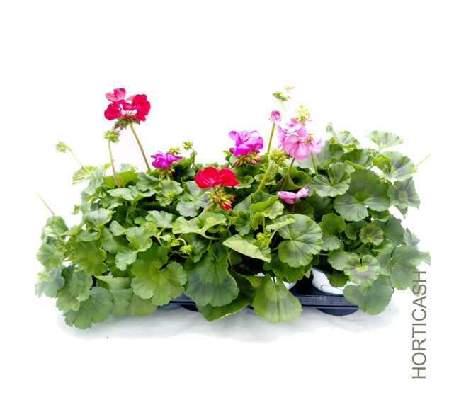 GERANIUM LIERRE DBLE