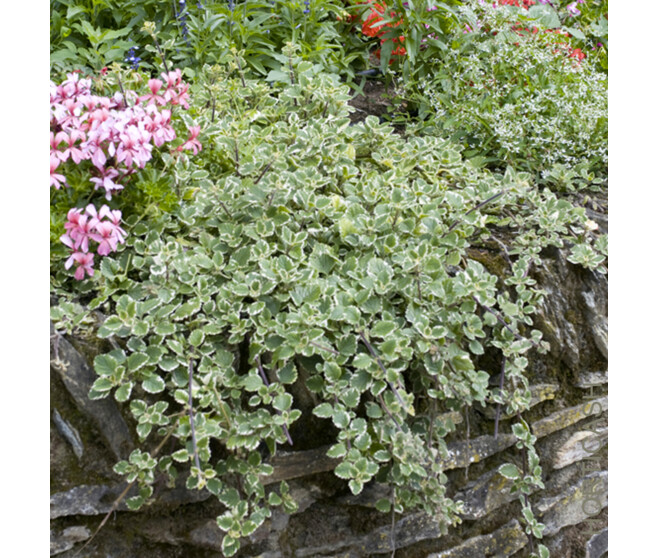 PLECTRANTHUS BQ6