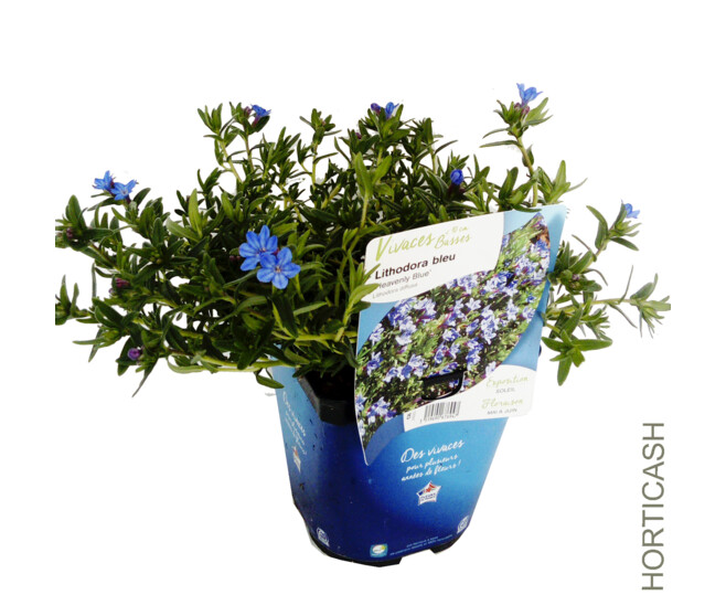 LITHODORA DIFFUSA HEAVENLY BLUE