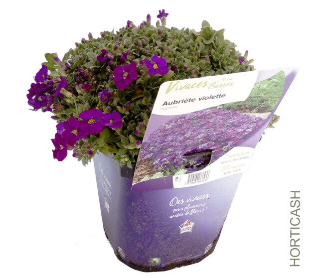 AUBRIETA VIOLETTE
