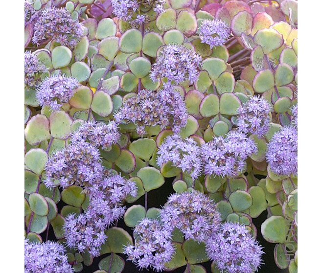 SEDUM SIEBOLDII