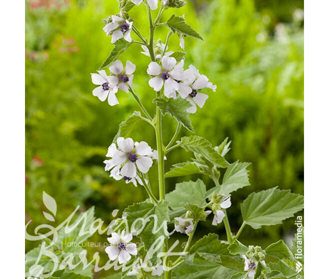 GUIMAUVE OFFICINALE