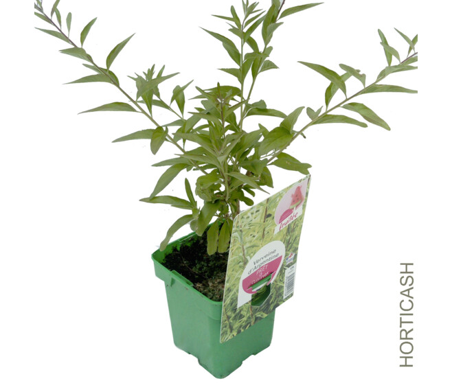 VERVEINE D ARGENTINE